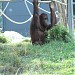 Orangutan exhibit