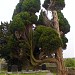 Cemetery and chapel ruins