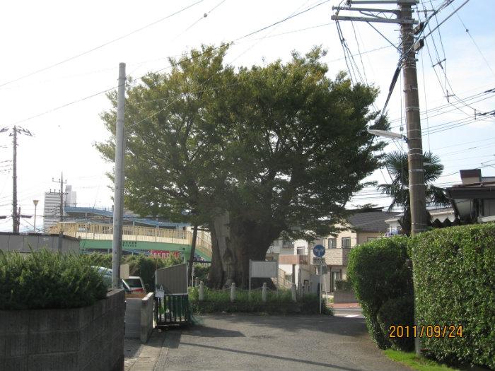 海老名の大ケヤキ 海老名市