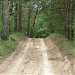 Vasyshcheve Pine Forest