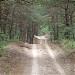 Vasyshcheve Pine Forest