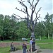 Скульптура «Дерево желаний» в городе Петрозаводск