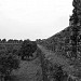 Крепость Гонио-Апсар в городе Батуми