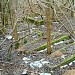 Former German colonists' cemetery in Warsaw city