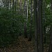 Павлинский (Фенинский) лесопарк в городе Территория бывшего г. Железнодорожный
