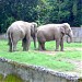 Zoological Garden Kolkata (Alipore Zoo)