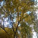Ахунский дендрарий в городе Пенза