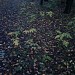 Ахунский дендрарий в городе Пенза