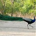 Kasu Brahmananda Reddy National Park