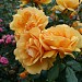 Rose Garden in Cardiff city