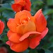 Rose Garden in Cardiff city
