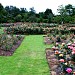 Rose Garden in Cardiff city