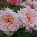 Rose Garden in Cardiff city