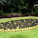 Flower bed in Cardiff city