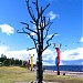 Скульптура «Дерево желаний» в городе Петрозаводск