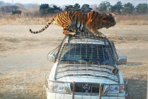 Siberian Tiger Park in Harbin 🇨🇳