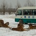 Sibirische Tiger Park