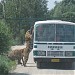 Sibirische Tiger Park