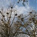 Blue Herons' nesting area