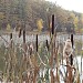 Korobchyn Pond