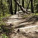 Hiking trail with steps