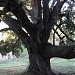 The holm oak of Culla