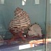 Sea Shell Museum-Diu