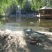 Пруд с лебедями в городе Новосибирск