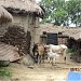khamar bari(mithun)      in Majigram city