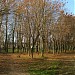 Бывший сквер в городе Старая Купавна