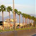 Palm Trees in Tirana city