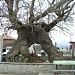 Ehrwürdiger Platanus