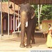 Mavelikara Sri Krishnaswami Temple