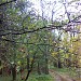 Băneasa forest