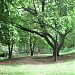 São Domingos Park in São Paulo city