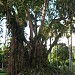 Indian rubber tree (Ficus elastica Roxb.)