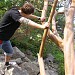 Старый земляничник мелкоплодный в городе Севастополь