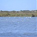 delta de Moulouya/ parc national