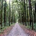 Sal Forest on the way to pukhri hills