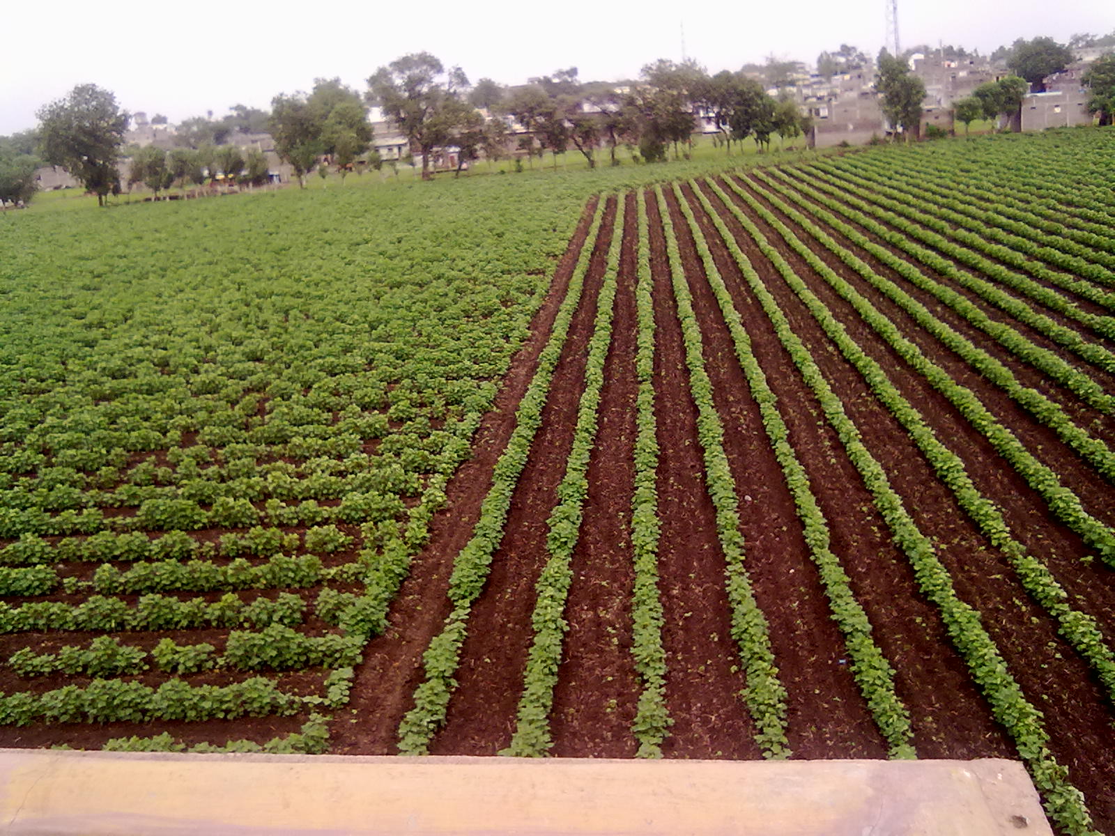 nutan krishi farm