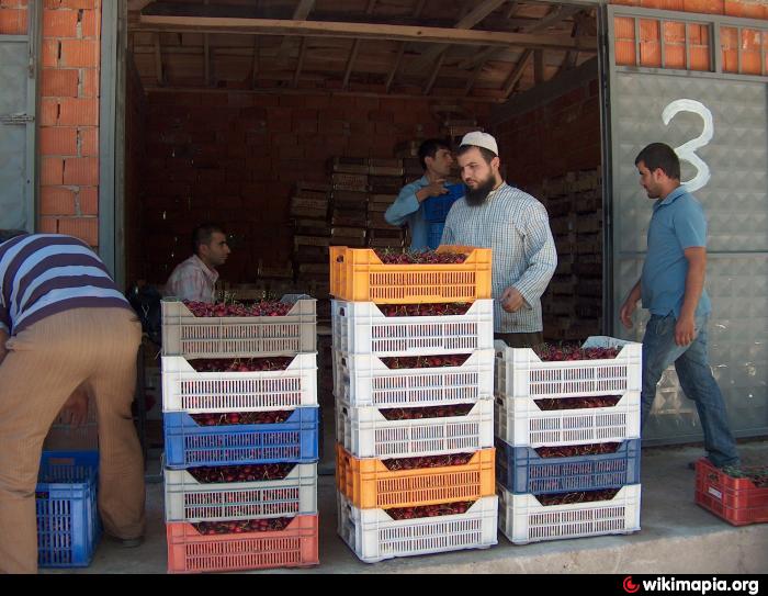 Durak Köyü Kiraz Hali