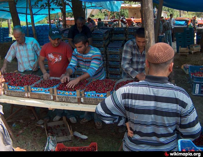 Durak Köyü Kiraz Hali