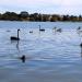 Lake Monger in Perth, WA city