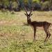 Ranebennur Blackbuck Deer Sanctuary