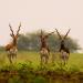 Ranebennur Blackbuck Deer Sanctuary