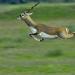 Ranebennur Blackbuck Deer Sanctuary