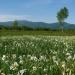 Narcissi valley