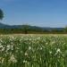 Narcissi valley