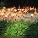 Area Flamingos in Republic of Singapore city