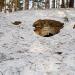 Две заброшенные береговые батареи в городе Рига